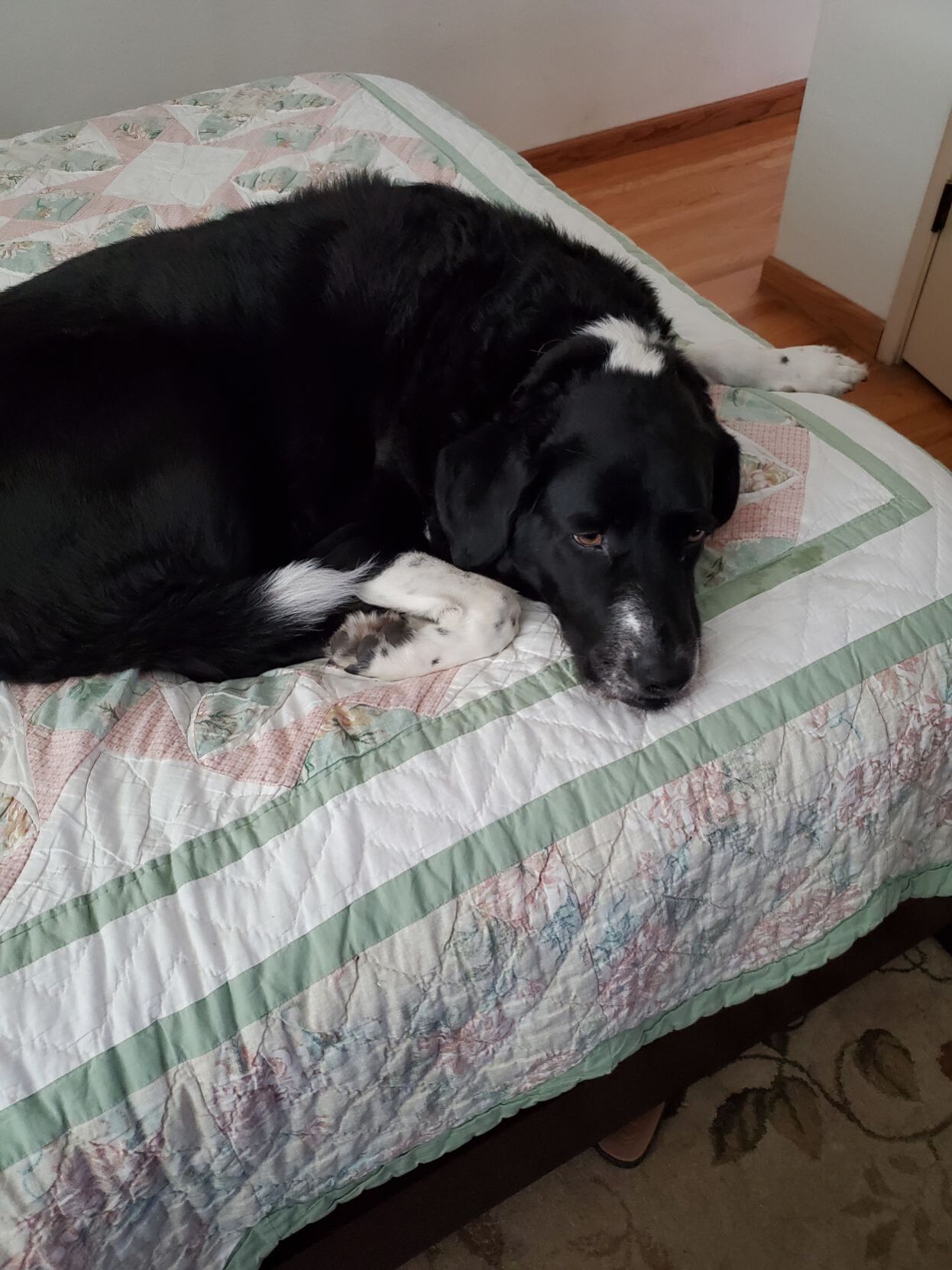 Maya